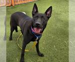 Small German Shepherd Dog Mix