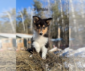 Collie Puppy for Sale in FOXBORO, Wisconsin USA