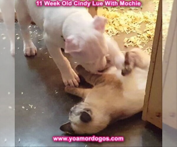 Medium Photo #115 Dogo Argentino Puppy For Sale in PINEVILLE, MO, USA