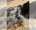 Small Photo #10 Australian Shepherd Puppy For Sale in WHITLEY CITY, KY, USA