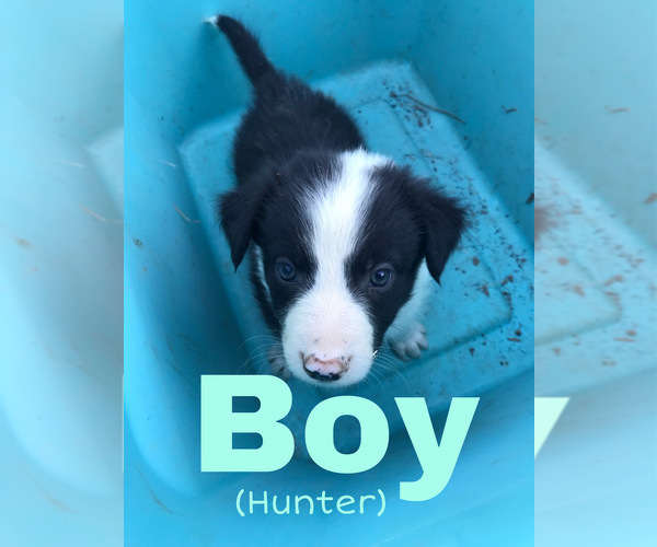 Medium Photo #4 Border Collie Puppy For Sale in BANDERA, TX, USA