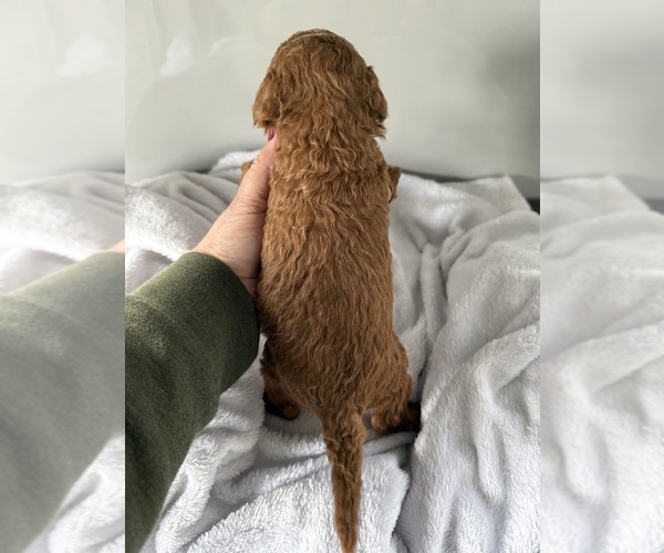 Medium Photo #6 Goldendoodle (Miniature) Puppy For Sale in CENTRALIA, IL, USA