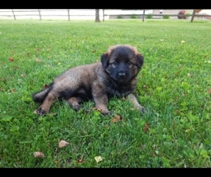 German Shepherd Dog Puppy for sale in MAYSLICK, KY, USA