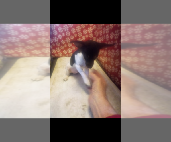 Medium Photo #5 Rat-Cha Puppy For Sale in TEMPERANCE, MI, USA