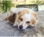 Small #3 Papillon Mix