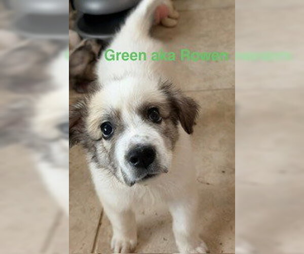 Medium Photo #6 Great Pyrenees Puppy For Sale in Spring, TX, USA