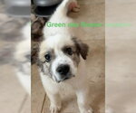 Small #5 Great Pyrenees