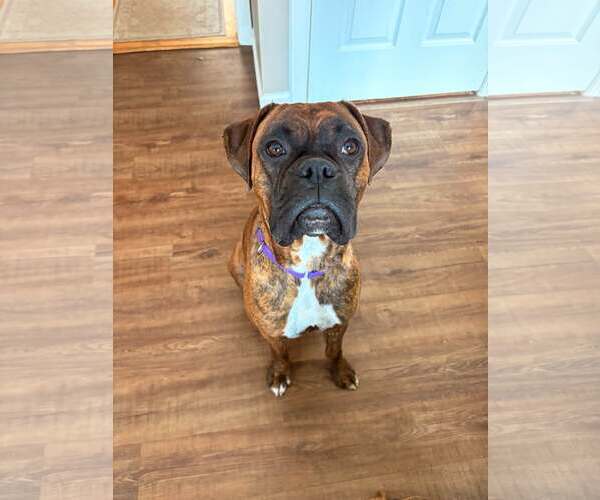Medium Photo #2 Boxer Puppy For Sale in Dumont, NJ, USA
