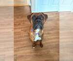 Small #1 Boxer