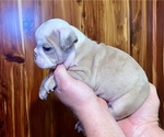 Small Photo #6 Bulldog Puppy For Sale in GREERS FERRY, AR, USA