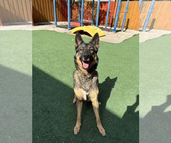 Medium Photo #8 German Shepherd Dog Puppy For Sale in Plantation, FL, USA