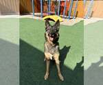 Small #7 German Shepherd Dog