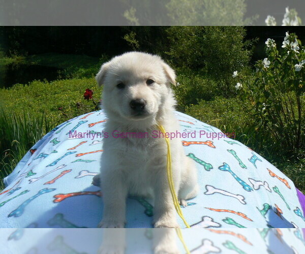 Medium Photo #12 German Shepherd Dog Puppy For Sale in PIEDMONT, MO, USA
