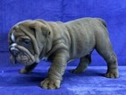 Small Photo #2 Bulldog Puppy For Sale in GROSSE POINTE FARMS, MI, USA