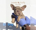 Small Photo #4 French Bulldog Puppy For Sale in SALT LAKE CITY, UT, USA