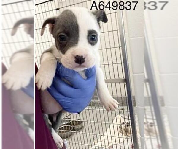 Medium Photo #2 Mutt Puppy For Sale in Houston, TX, USA