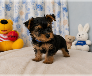 Yorkshire Terrier Puppy for sale in DURHAM, CT, USA