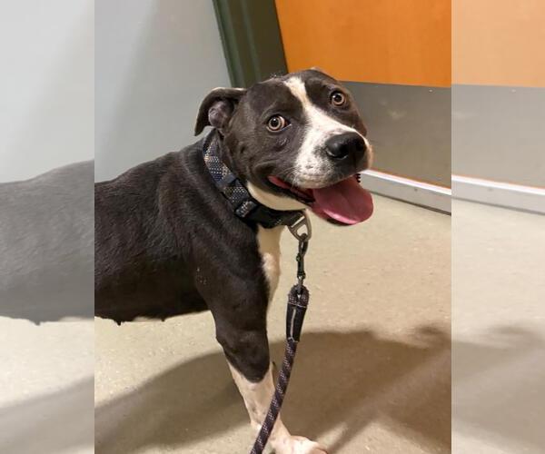 Medium Photo #5 Mutt Puppy For Sale in Virginia Beach, VA, USA