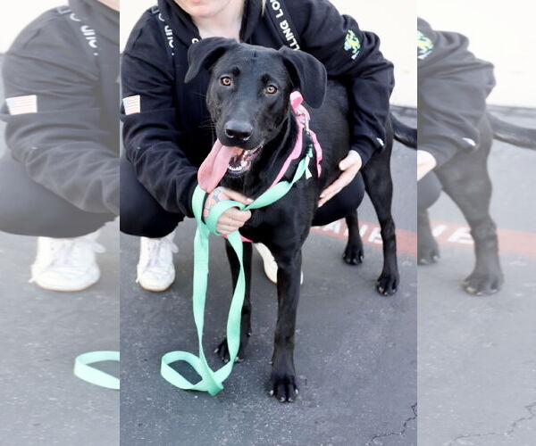 Medium Photo #2 Labrador Retriever-Unknown Mix Puppy For Sale in Dana Point, CA, USA
