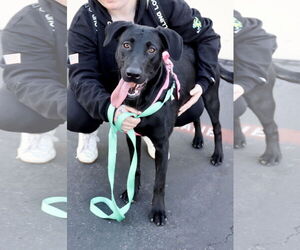 Kendall - Female Labrador Retriever-Unknown Mix Dog for Adoption - Photo #2