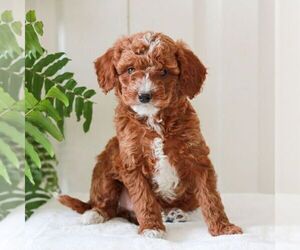 Goldendoodle (Miniature) Puppy for sale in LANCASTER, PA, USA
