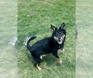 Chiranian Dogs for adoption in Temple, TX, USA