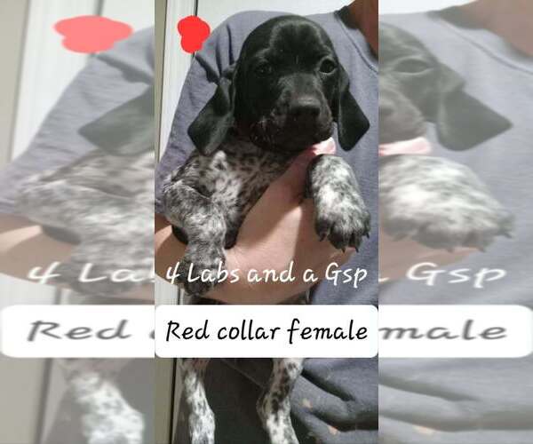Medium Photo #4 German Shorthaired Pointer Puppy For Sale in RICHMOND, MO, USA