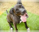 Small #1 Labrador Retriever Mix