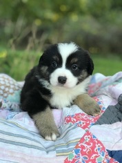 Miniature Australian Shepherd Puppy for sale in NEW BRAUNFELS, TX, USA