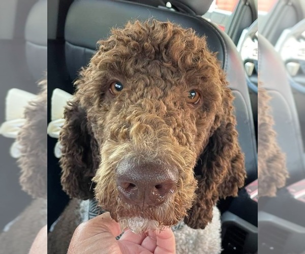 Medium Photo #1 Goldendoodle mix (+ Poodle Standard) Puppy For Sale in LA GRANGE, NC, USA