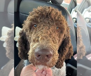 Father of the Goldendoodle mix (+ Poodle Standard) puppies born on 04/01/2026