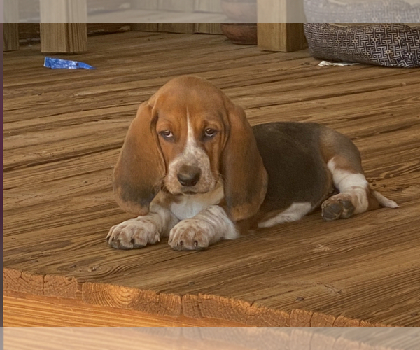 View Ad: Basset Hound Puppy for Sale near Mississippi ...
