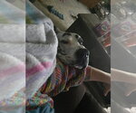 Small #4 Great Dane