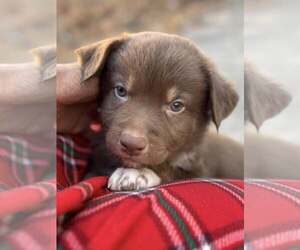 Border Collie-Unknown Mix Dogs for adoption in Holly Springs, NC, USA