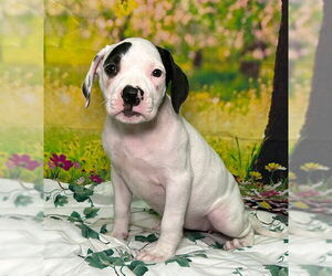 American Pit Bull Terrier-Unknown Mix Dogs for adoption in Wetumpka, AL, USA