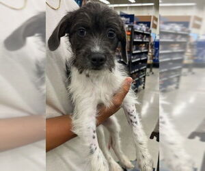 Jack Russell Terrier-Unknown Mix Dogs for adoption in Royal Palm Beach, FL, USA