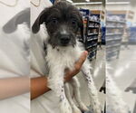 Small Jack Russell Terrier Mix