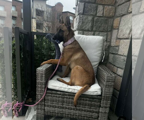 Medium Photo #5 German Shepherd Dog-Unknown Mix Puppy For Sale in Imlay City, MI, USA