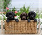 Small #1 Labrador Retriever
