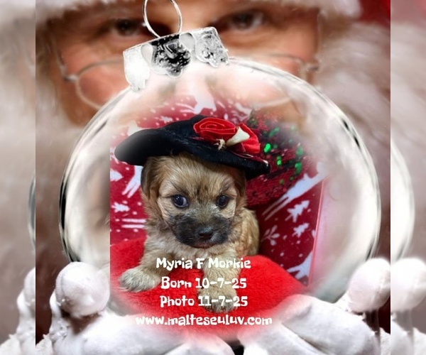 Medium Photo #1 Biewer Yorkie-Morkie Mix Puppy For Sale in SILVERHILL, AL, USA