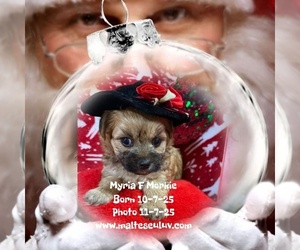 Biewer Yorkie-Morkie Mix Puppy for sale in SILVERHILL, AL, USA