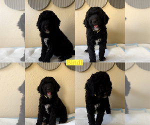 Medium Poodle (Standard)