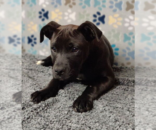 Medium Photo #4 American Staffordshire Terrier-Boxer Mix Puppy For Sale in Talladega, AL, USA