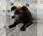 Small #3 American Staffordshire Terrier-Boxer Mix
