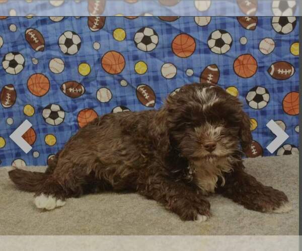 Medium Photo #2 ShihPoo Puppy For Sale in SHAWNEE, OK, USA