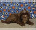 Small Photo #2 ShihPoo Puppy For Sale in SHAWNEE, OK, USA
