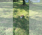 Small #4 Pembroke Welsh Corgi