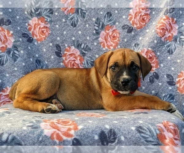 Medium Photo #5 Boerboel Puppy For Sale in OXFORD, PA, USA