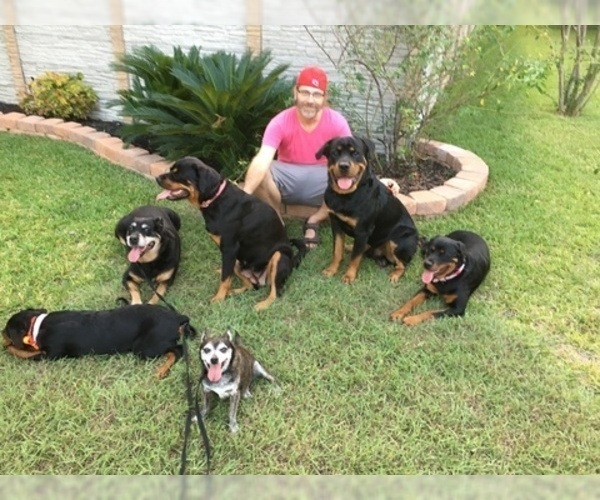 Medium Photo #4 Rottweiler Puppy For Sale in GARLAND, TX, USA
