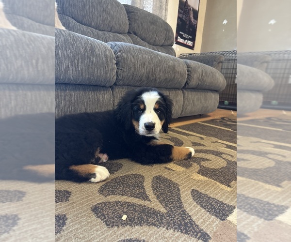 Medium Photo #7 Bernese Mountain Dog Puppy For Sale in BAYARD, NE, USA